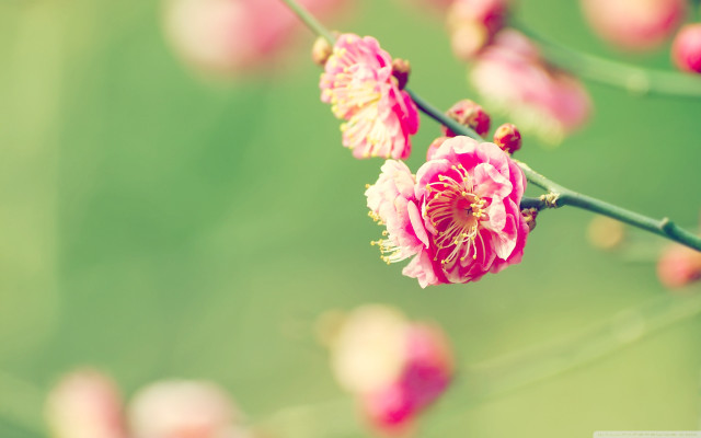 Branch pink flowers green blurry free wallpaper for desktop - medium preview image