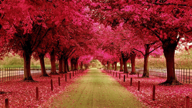 Pathway trees red leaves fence free wallpaper for desktop - medium preview image