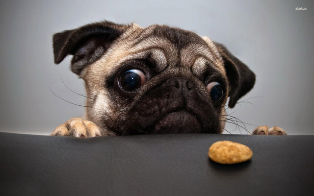 Pug dog looking table cookie free wallpaper for desktop - medium preview image