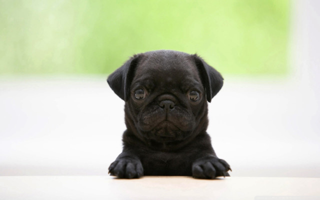 Black puppy sitting table sad free wallpaper for desktop - medium preview image