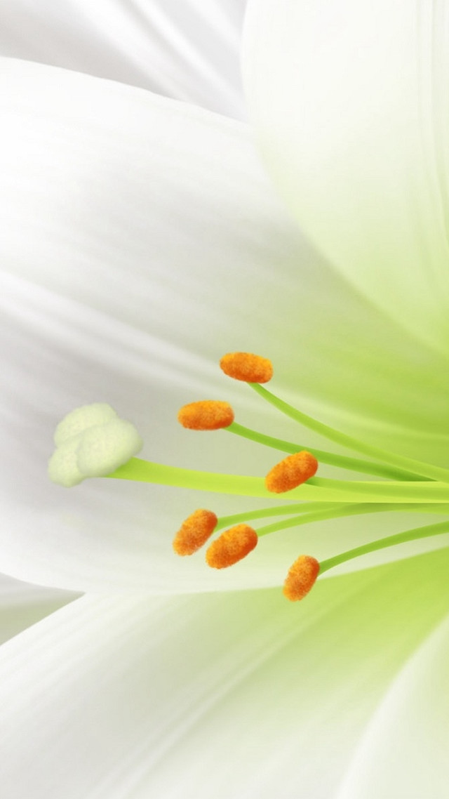 Close up white flower orange free wallpaper for mobile - medium preview image