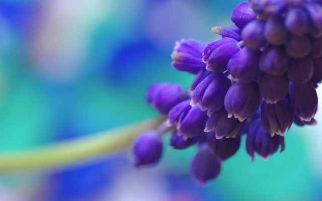 Purple flower macro blurry background #8 free wallpaper for desktop - medium preview image