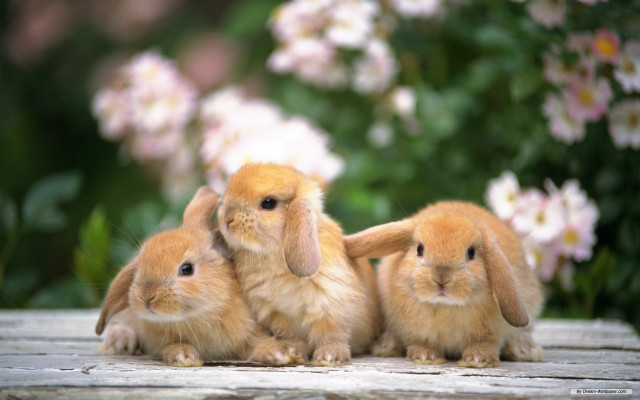 Rabbits wooden table flowers bushes free wallpaper for desktop - medium preview image
