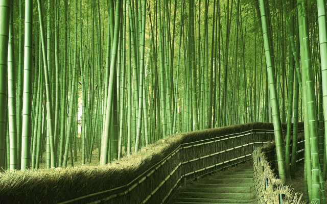 Bamboo forest path stairs person free wallpaper for desktop - medium preview image
