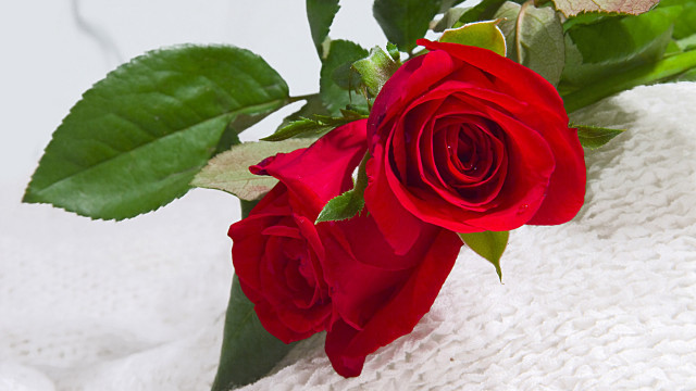 Red rose white towel green free wallpaper for desktop - medium preview image