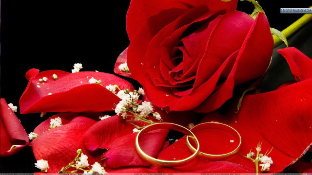 Wedding rings red rose bouquet free wallpaper for desktop - medium preview image