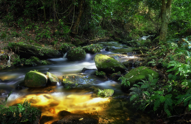 Stream lush forest trees rocks free wallpaper for desktop - medium preview image