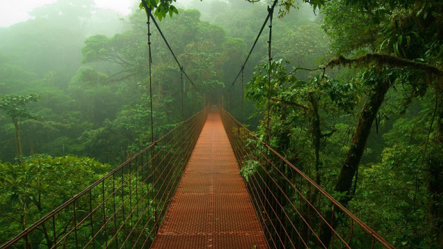 Suspension bridge jungle trees fog free wallpaper for desktop - medium preview image
