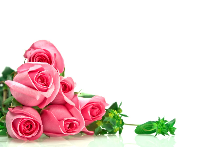 Pink roses white background green #2 free wallpaper for desktop - medium preview image