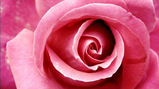 Pink rose closeup bud macro free wallpaper for desktop - medium preview image