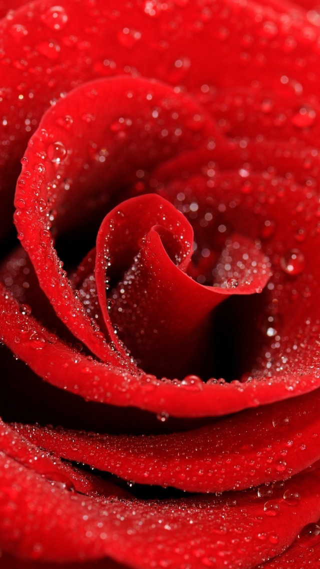 Red rose water droplets macro #72 free wallpaper for mobile - medium preview image
