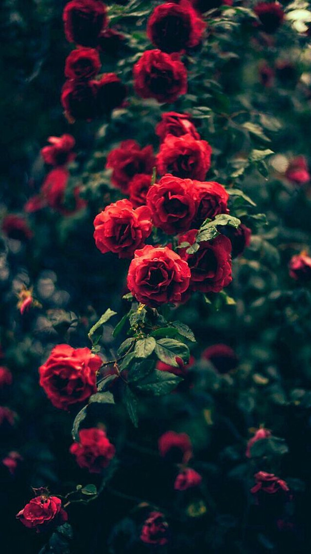 Red roses garden blurry neo free wallpaper for mobile - medium preview image