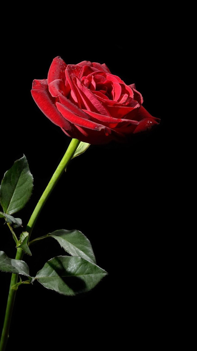 Red rose black background green free wallpaper for mobile - medium preview image