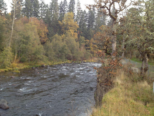 River trees bird flying forest free wallpaper for desktop - medium preview image