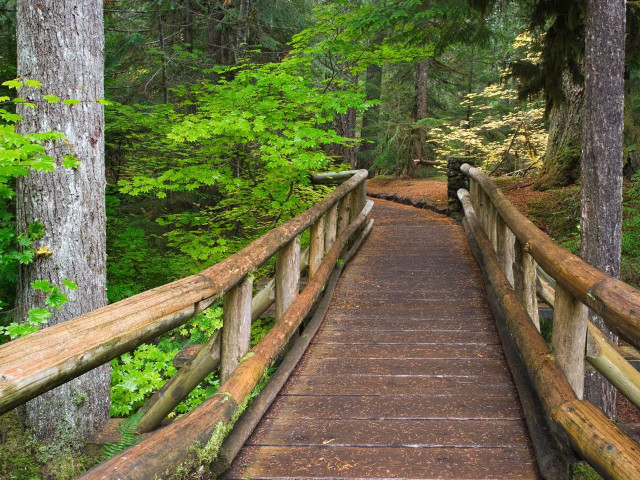 Wooden bridge forest dog looking free wallpaper for desktop - medium preview image