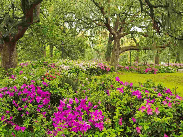 Lush green park blooming flowers free wallpaper for desktop - medium preview image