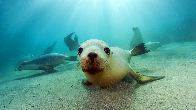 Seal swimming water animals sunbeam free wallpaper for desktop - medium preview image