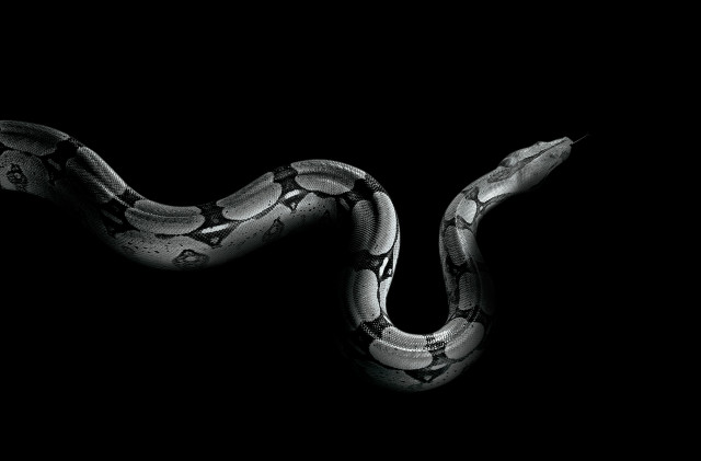 Snake dark tail curled head free wallpaper for desktop - medium preview image