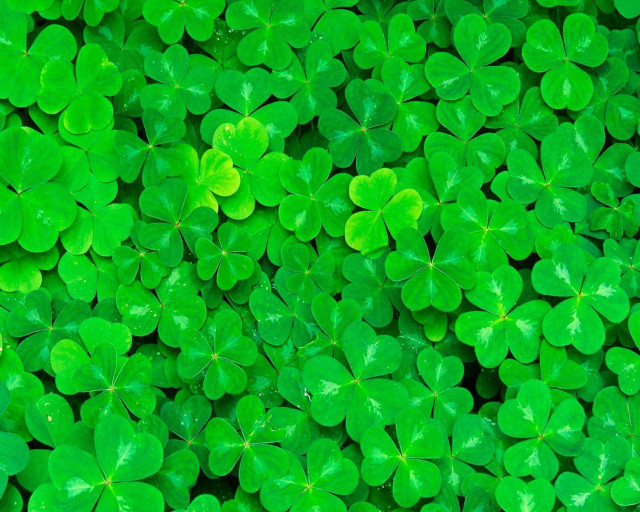 Green clovers leaves field grass free wallpaper for desktop - medium preview image