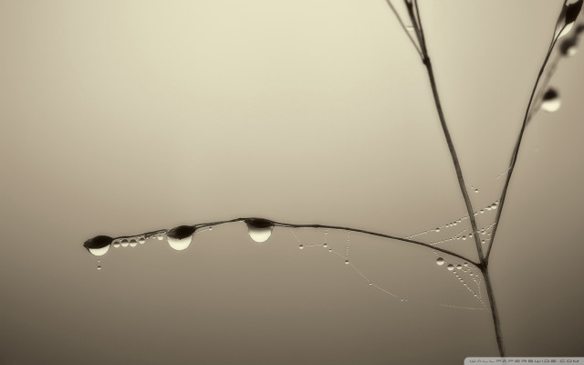 Plant water drops leaves sky free wallpaper for desktop - medium preview image