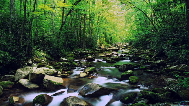 Stream lush green forest rocks #2 free wallpaper for desktop - medium preview image