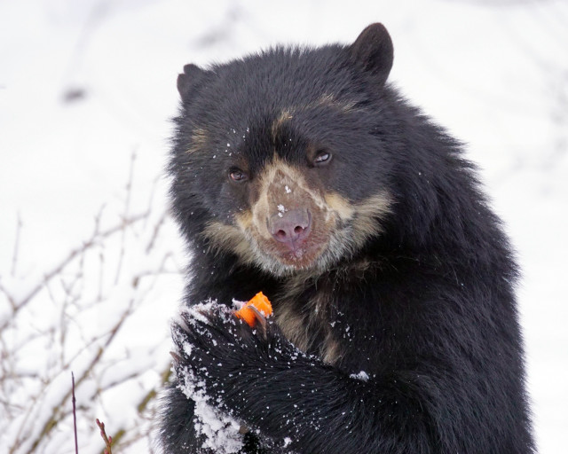 Black bear eating carrot snow free wallpaper for desktop - medium preview image