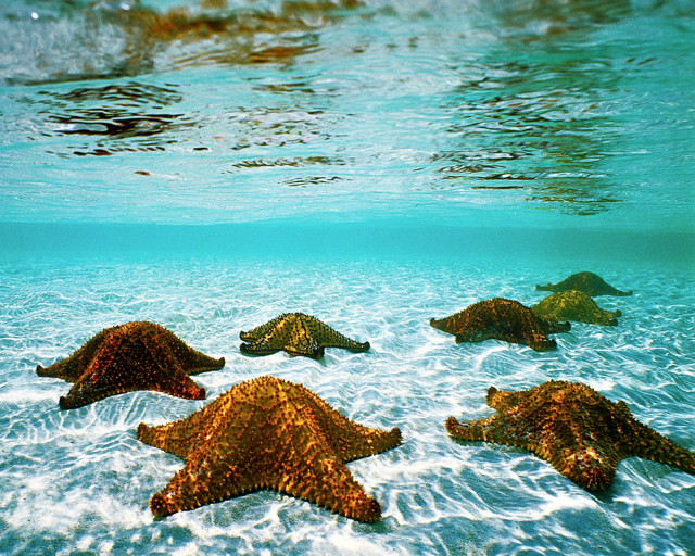 Starfish swimming sunlight person background free wallpaper for desktop - medium preview image