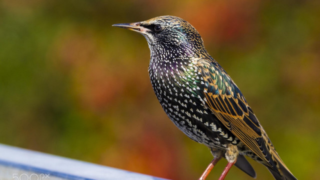 Colorful bird ledge building blurry free wallpaper for desktop - medium preview image