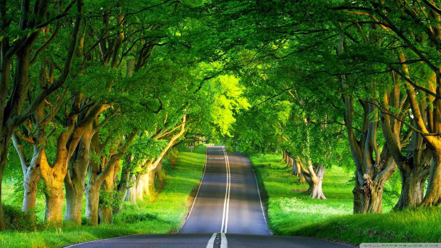 Road surrounded trees grass green free wallpaper for desktop - medium preview image