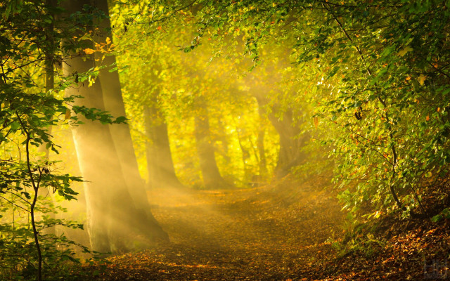 Wooded path trees leaves light #2 free wallpaper for desktop - medium preview image