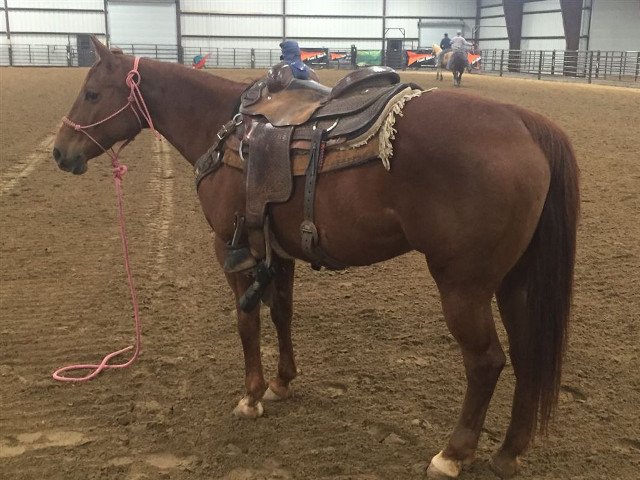 Horse saddle dirt arena rope free wallpaper for desktop - medium preview image