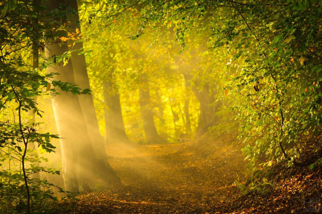 Wooded path trees leaves light free wallpaper for desktop - medium preview image