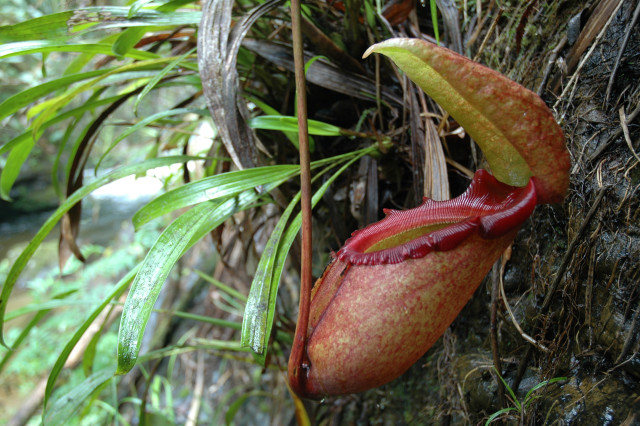 Flower red substance hanging forest free wallpaper for desktop - medium preview image