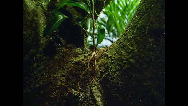 Tree green leaves branches roots free wallpaper for desktop - medium preview image