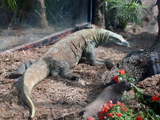 Large lizard garden tree flowers free wallpaper for desktop - medium preview image