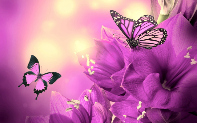Butterfly purple flower pink background free wallpaper for desktop - medium preview image