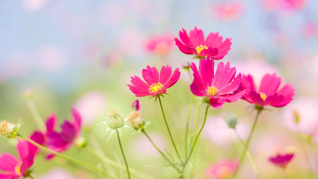 Pink flowers field grass background free wallpaper for desktop - medium preview image