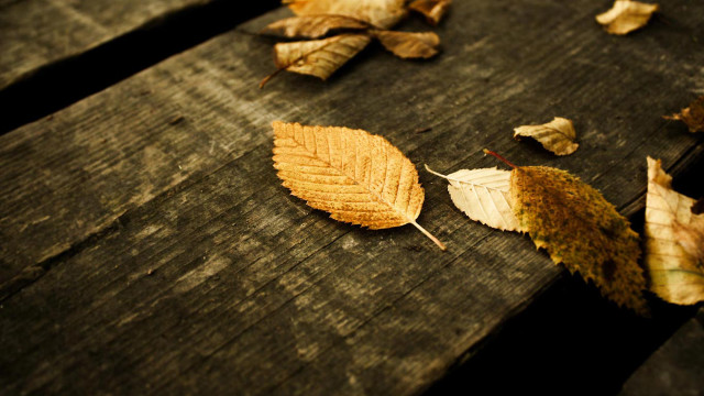 Leaf wooden surface surrounding leaves free wallpaper for desktop - medium preview image