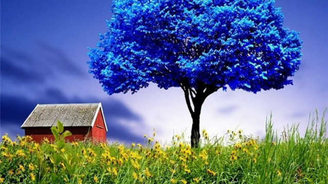 Tree red house blue sky free wallpaper for desktop - medium preview image
