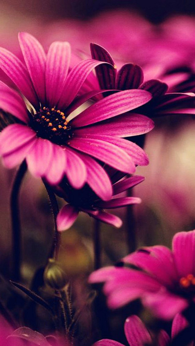 Pink flowers field blurry depth free wallpaper for mobile - medium preview image