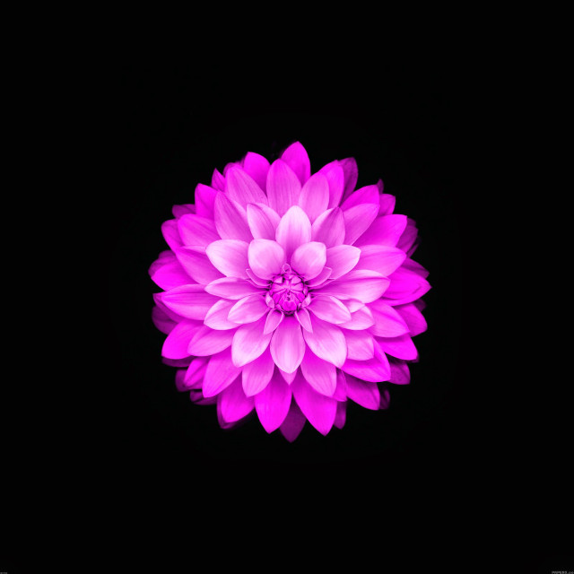 Pink flower dark background white free wallpaper for tablet - medium preview image