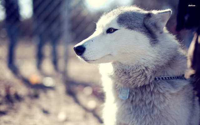 Husky dog woods looking distance free wallpaper for desktop - medium preview image