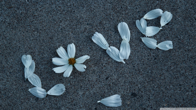 White flowers sidewalk petals group free wallpaper for desktop - medium preview image