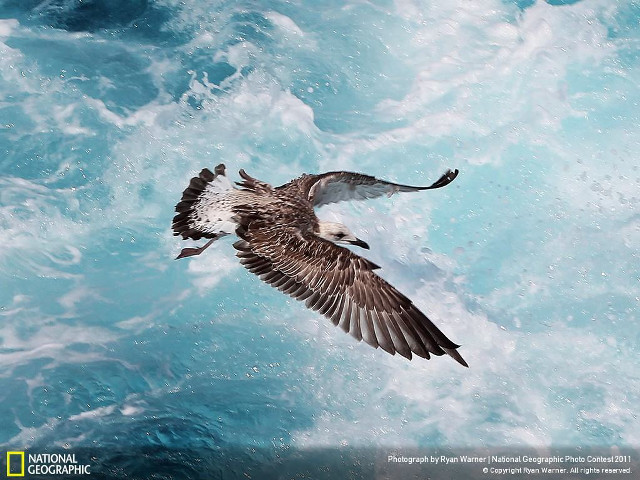 Bird flying water fish mouth #2 free wallpaper for desktop - medium preview image