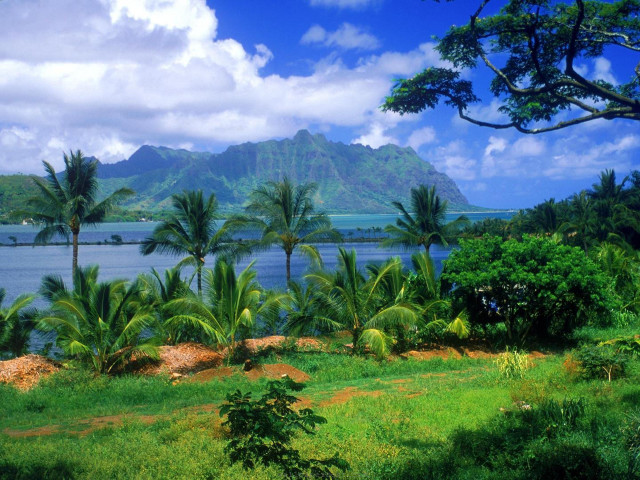 Lush green field palm trees #7 free wallpaper for desktop - medium preview image