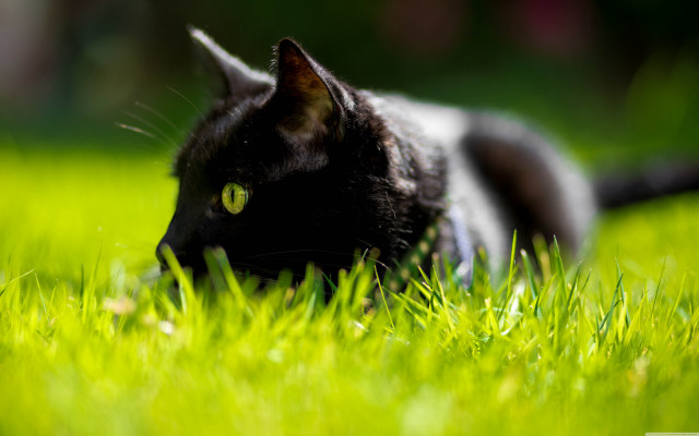 Black cat grass camera green free wallpaper for desktop - medium preview image