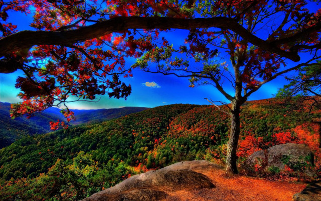 Tree hill blue sky autumn free wallpaper for desktop - medium preview image