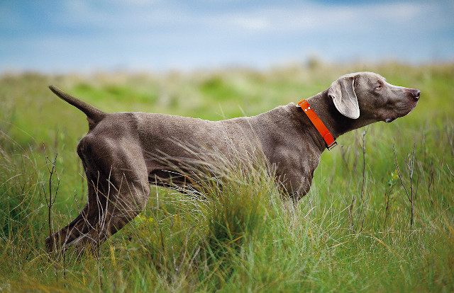 Dog red collar tall grass free wallpaper for desktop - medium preview image
