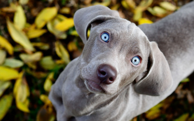 Gray dog blue eyes leafy #2 free wallpaper for desktop - medium preview image