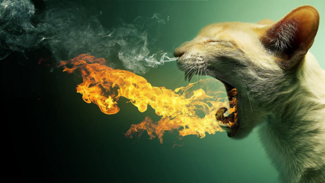 Cat fire breathing surrealism airbrush free wallpaper for desktop - medium preview image